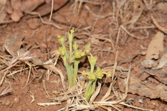 Euphorbia khandallensis