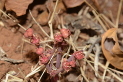 Euphorbia khandallensis