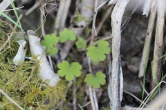 Geranium microphyllum