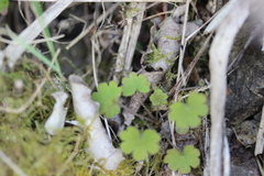 Geranium microphyllum