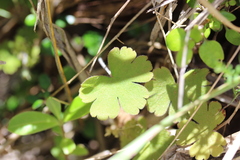 Geranium microphyllum