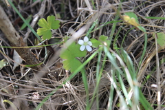 Geranium microphyllum