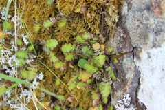 Leptinella squalida