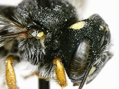 Pseudoanthidium nanum