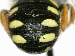 Pseudoanthidium nanum