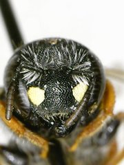 Pseudoanthidium nanum
