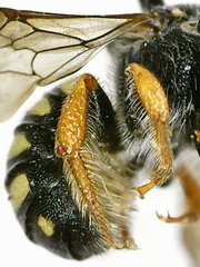 Pseudoanthidium nanum