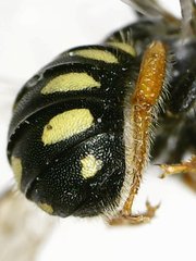 Pseudoanthidium nanum