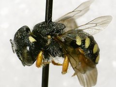 Pseudoanthidium nanum