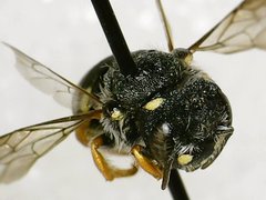 Pseudoanthidium nanum