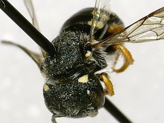 Pseudoanthidium nanum