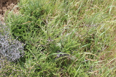 Sophora molloyi