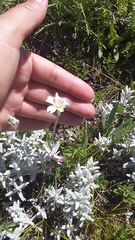 Cerastium biebersteinii