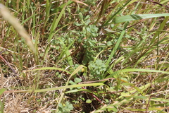 Vittadinia australis