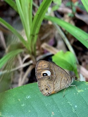 Mycalesis junonia