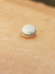 Sphaerium tasmanicum