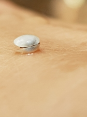 Sphaerium tasmanicum