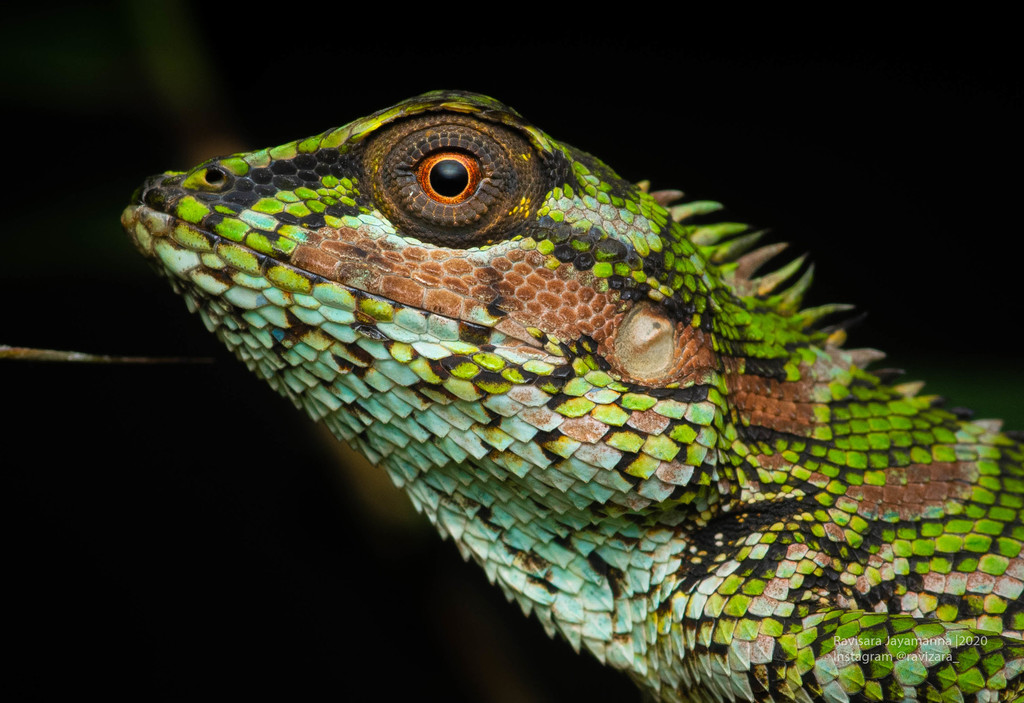 Crestless Lizard