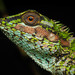 Spineless Forest Lizard - Photo (c) Ravisara Jayamanna, some rights reserved (CC BY-NC), uploaded by Ravisara Jayamanna