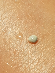 Sphaerium tasmanicum