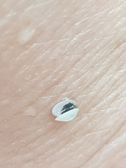 Sphaerium tasmanicum