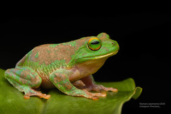 Kelaart's Starry Shrub Frog photo 2