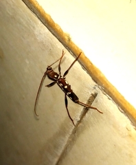 Clytocera chionospila