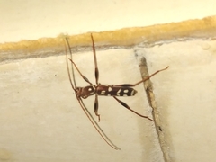 Clytocera chionospila