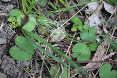Corybas macranthus