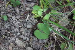 Corybas macranthus