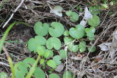 Corybas macranthus