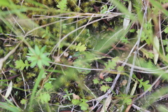 Leptinella squalida