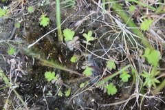 Leptinella squalida