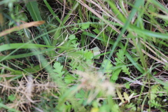 Leptinella squalida