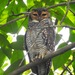 Spotted Wood-Owl - Photo (c) Catalina Tong, some rights reserved (CC BY-NC), uploaded by Catalina Tong