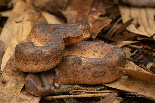 Photo of a Sri Lanka Humpnose Viper (Hypnale nepa)