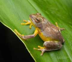 Pseudophilautus asankai