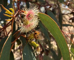 Eucalyptus incrassata