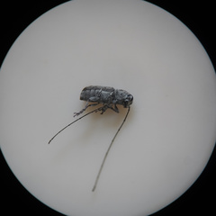 Euciodes suturalis