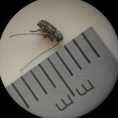 Euciodes suturalis