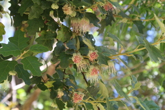 Chorilaena quercifolia