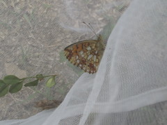 Boloria perryi