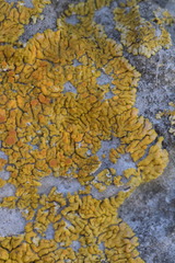 Variospora flavescens