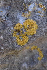 Variospora flavescens