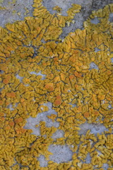 Variospora flavescens