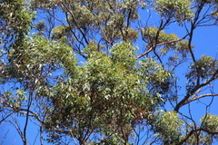 Eucalyptus cornuta