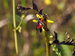 Zygaena dorycnii