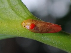 Eoscarta