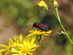 Zygaena dorycnii