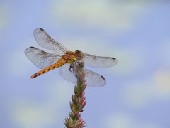 Sympetrum frequens